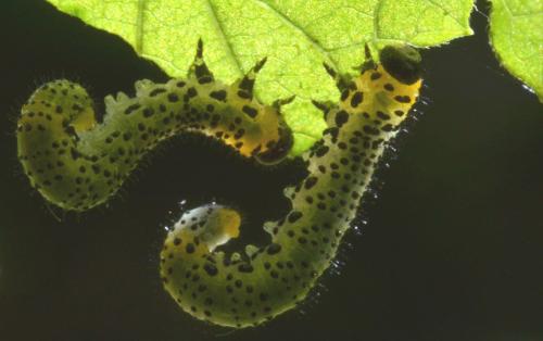Euura ribesii